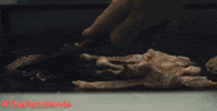 horror indie GIF by Blue Fox Entertainment