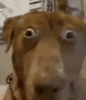 Shocked Oh No GIF