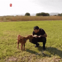 Goat Listen GIF by TRT