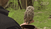 scared owl GIF by VICE Media Spain