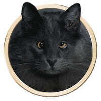 Licking Cat Food Sticker by Sheba Official