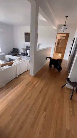 Hilariously Energetic Dog Bounds to Bed 