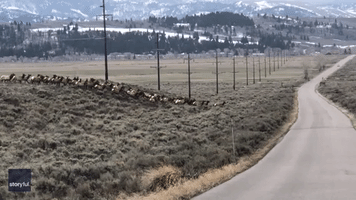 Huge Herd of Elk Cross the Road in Grand Teton National Park