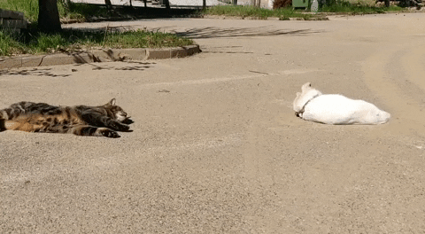 Albin_the_Deaf_Cat cat cats white cat cat playing GIF