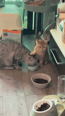 cuteanimalland giphyupload GIF