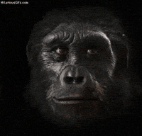 ape GIF