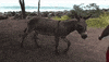 donkey GIF