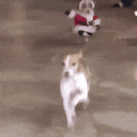 Happy Dog GIF by DAZN
