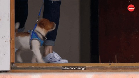 Scared Puppy GIF by BuzzFeed