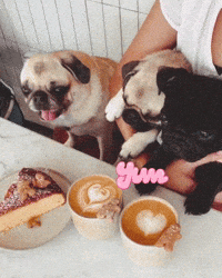 Cute Pugs Pug Face GIF
