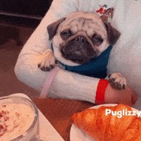 Pug What GIF
