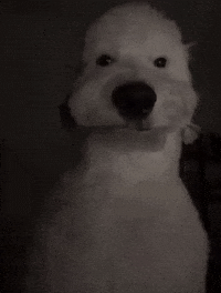 Chegforusforest doug dougy dougythesheepadoodle dougy the sheepadoodle GIF