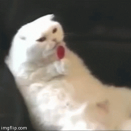 cat lollipop GIF