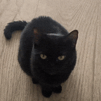 Black Cat GIF by D.C. Pickleball Team