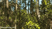 BirdCallRadio funny lol hi bye GIF