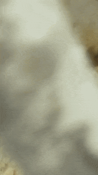 Losexpertos GIF by eltrecetv