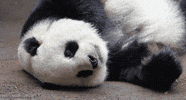 panda GIF