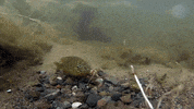 Excuse Me Privacy GIF by U.S. Fish and Wildlife Service