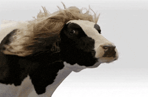 Digital art gif. Slow motion footage of a black and white cow wearing a long blonde wig, as the thug life glasses drop in and onto their face.