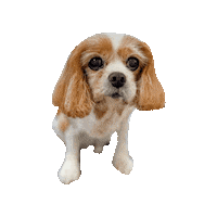Happy Cavalierkingcharlesspaniel Sticker