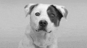 Dog Smiling GIF