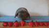 Bunny Eating GIF