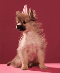Dog Puppy GIF by Tuna the Pom