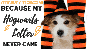 Aercmn Sticker by Animal Emergency & Referral Center of Minnesota