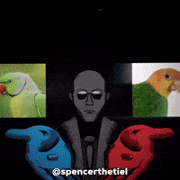 Instagram Bird GIF