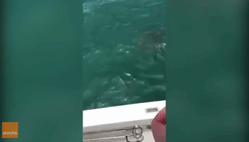 Grouper Fish Steals Shark From Fishing Line in Florida Everglades