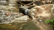 british uk GIF by BBC Earth