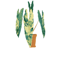 Variegatedphilodendron Sticker by Monstera Mania