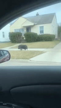 Pig Trots Through Detroit Neighborhood