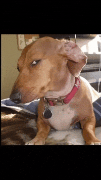 Dog Sussy GIF