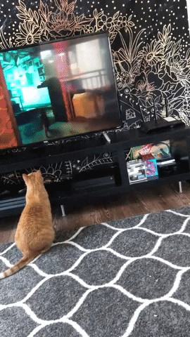 timoff91 giphyupload GIF