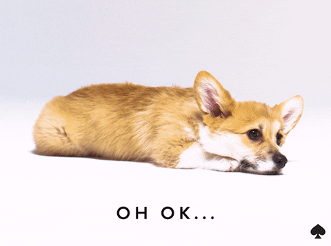 oh my gosh omg GIF by kate spade new york