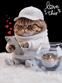 Dance Cat GIF