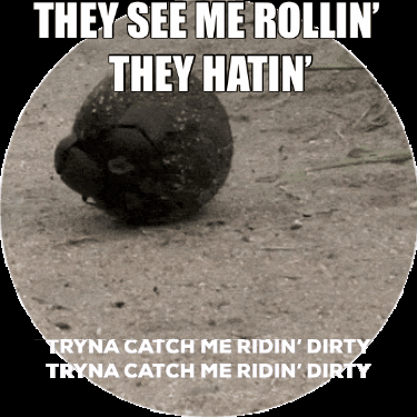 Riding Dirty Dung Beetle GIF