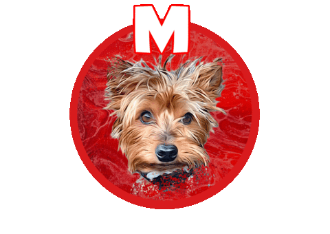 Yorkshire Terrier Yorkie Sticker by Pimp Yo Pets