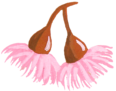 pixienut giphyupload australian gumnut pixienut Sticker