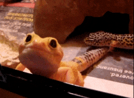 lizard gecko GIF