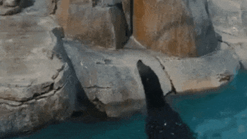 SeaWorld lets go ready come on lets do this GIF