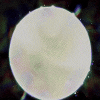 Pokemon Darkrai GIF