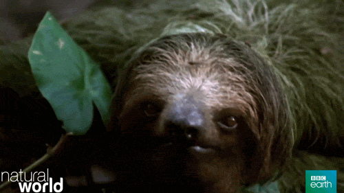natural world sloth GIF by BBC Earth