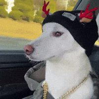 Snoopdog GIF