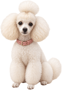 Dog Poodle Sticker by MISTER WOOF
