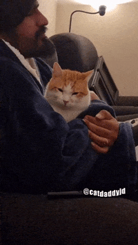 Angry Cat GIF by STAGEWOLF