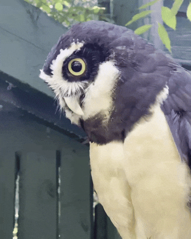 Surprised Spectacled Owl GIF by Valley Zoo Development Society