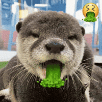 Otter GIF
