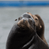 Sexy Big Head GIF by U.S. Fish and Wildlife Service